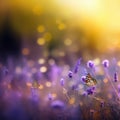 Wild flowers of clover and butterfl in a meadow in nature in the rays of sunlight in summer in the spring , lavender flowers, Royalty Free Stock Photo