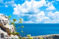 Wild flowers on the coast of Capo Caccia, in Sardinia Royalty Free Stock Photo