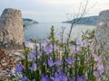 Wild flowers on the coast of mediterranean sea