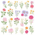 Wild flowers collection. herbs, herbaceous flowering plants, blooming flowers, subshrubs isolated on white background. Hand drawn