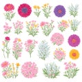 Wild flowers collection. herbs, herbaceous flowering plants, blooming flowers, subshrubs isolated on white background. Hand drawn