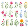 Wild flowers collection. herbs, herbaceous flowering plants, blooming flowers, subshrubs isolated on white background. Hand drawn