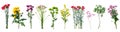 Wild flowers collection, set isolated on transparent white background Royalty Free Stock Photo