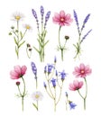 Wild flowers collection Royalty Free Stock Photo