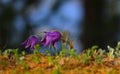 Wild flowers of the common prostrate Or Dream-grass. lat. Pulsatilla-a genus of perennial herbaceous plants in the family Buttercu