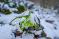 Winter landscape with fresh snow