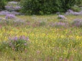 Wild flowers in Crete in beautiful Greek countryside