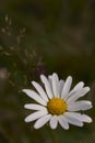 Daisies on the field, Leucanthemum vulgare