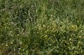 Wild flowers of different types in the field. Daisies, poppies, thistles ... Flower texture