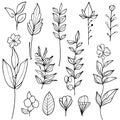 Wild flowers drawings, Wild flowers Set on the doodle art, coloring page vector sketch hand-drawn illustrations