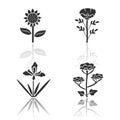 Wild flowers drop shadow black glyph icons set. Helianthus, california poppy, douglas iris, cow parsnip. Blooming