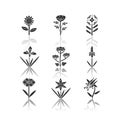 Wild flowers drop shadow black glyph icons set. Helianthus, california poppy, franciscan wallflower, douglas iris, cow