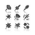 Wild flowers drop shadow black glyph icons set. Mexican hat, liatris, common star lily, poppy, calypso orchid, coreopsis