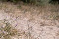 Wild flowers in the dunes sand with blurry background Royalty Free Stock Photo