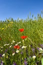 Wild flowers on edge of wheatfield. Royalty Free Stock Photo