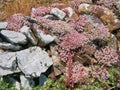 Wild flowers of English Stonecrop - sedum anglicum - growing on rocks Royalty Free Stock Photo