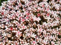 Wild flowers of English Stonecrop - sedum anglicum Royalty Free Stock Photo