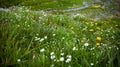 Wild flowers on Fagaras mountain