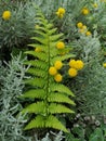 Wild flowers and fern Royalty Free Stock Photo