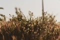 Wild flowers in the field on a golden spring sunset. Spring time. Spring background