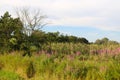 Wild Flowers in the Field II Royalty Free Stock Photo