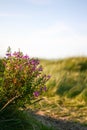 Wild flowers in the field likes dunes Royalty Free Stock Photo