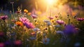 wild flowers on wild field at morning drops of dew and sun beam light summer landscape Royalty Free Stock Photo