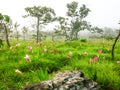 Wild flowers field Royalty Free Stock Photo