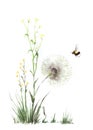 Wild flowers of the field. Small yellow rape, Huge dandelion. The bee collects nectar, flies around the flowers. Hand-drawn