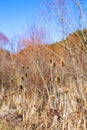 Wild flowers in field on sunset background. Sunny outdoor bright evening colouful autumn photo