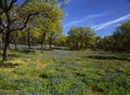 Wild Flowers Filling Fields in Hill Country Texas Royalty Free Stock Photo