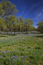 Wild Flowers Filling Fields in Hill Country Texas Royalty Free Stock Photo