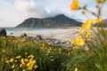 Wild flowers at Flakstad beach