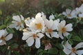 wild flowers, wild flower species, white rock rose, saw flower, white flower Royalty Free Stock Photo