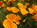 Wild Flowers in Flowerbeds in Burnley Lancashire