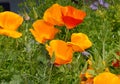 Wild Flowers in Flowerbeds in Burnley Lancashire Royalty Free Stock Photo