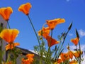 Wild Flowers in Flowerbeds in Burnley Lancashire