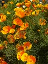 Wild Flowers in Flowerbeds in Burnley Lancashire Royalty Free Stock Photo