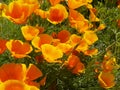 Wild Flowers in Flowerbeds in Burnley Lancashire Royalty Free Stock Photo