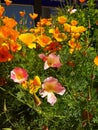 Wild Flowers in Flowerbeds in Burnley Lancashire