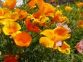 Wild Flowers in Flowerbeds in Burnley Lancashire