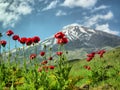 Damavand and Papaver flowers, Iran