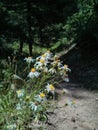 Wild Flowers Royalty Free Stock Photo