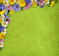 Wild flowers in a frame arrangement Royalty Free Stock Photo