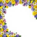 Wild flowers in a frame arrangement Royalty Free Stock Photo