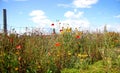 Wild flowers garden