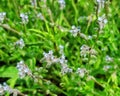 Wildflowers , beautiful flowers and sunny day