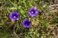 Wild flowers Gentiana pyrenaica on the mountain plain