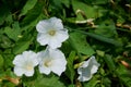 Wild flowers - Giant Bindweed or Large Bindweed; Calystegia silvatica