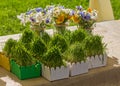 Wild flowers in a glass jar and herbs in pots Royalty Free Stock Photo